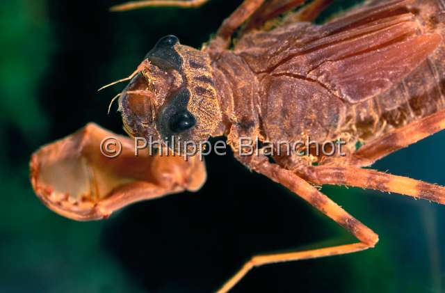 Macromia insignis larve.JPG - in "Portraits d'insectes" ed. SeuilLarve de Macromia insignisLibelluleCordulieDragonflyOdonataAnisopteraCorduliidaeGabon